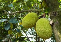 map-jackfruit