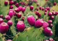 map-prickly-pear